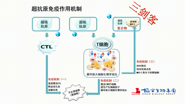 超级抗原免疫机制的独特之处