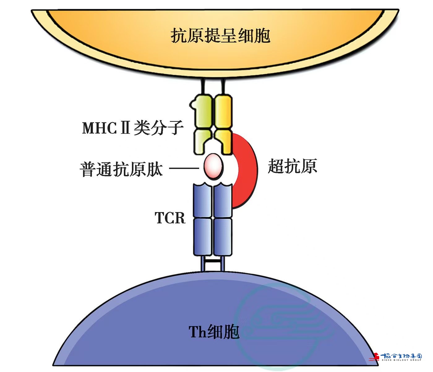 超级抗原激活T细胞机制示意图.jpg 超级抗原激活T细胞机制示意图.jpg