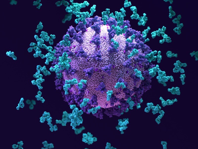 重大突破！科学家发现“超级抗体”能对抗所有新冠病毒